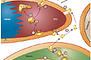Sweet control of cell migration, cytokinesis and organogenesis. 