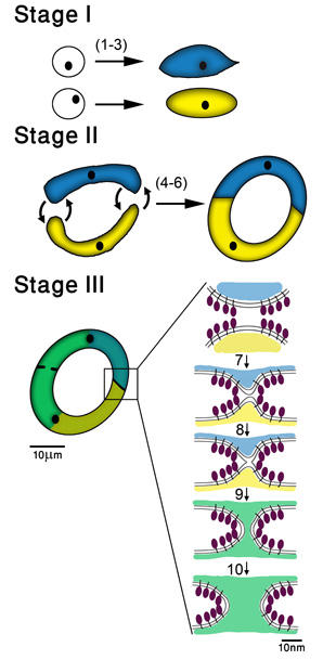 Three universal stages in the cell fusion pathway
