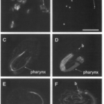 ADM-1, a protein with metalloprotease- and disintegrin-like domains, is expressed in syncytial organs, sperm, and sheath cells of sensory organs in Caenorhabditis elegans. 