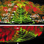 Ring formation drives invagination of the vulva in Caenorhabditis elegans: Ras, cell fusion, and cell migration determine structural fates