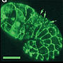 ceh-16/engrailed patterns the embryonic epidermis of Caenorhabditis elegans