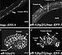 EFF-1 is sufficient to initiate and execute tissue-specific cell fusion in C. elegans