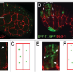 Endocytosis regulates membrane localization and function of the fusogen EFF-1