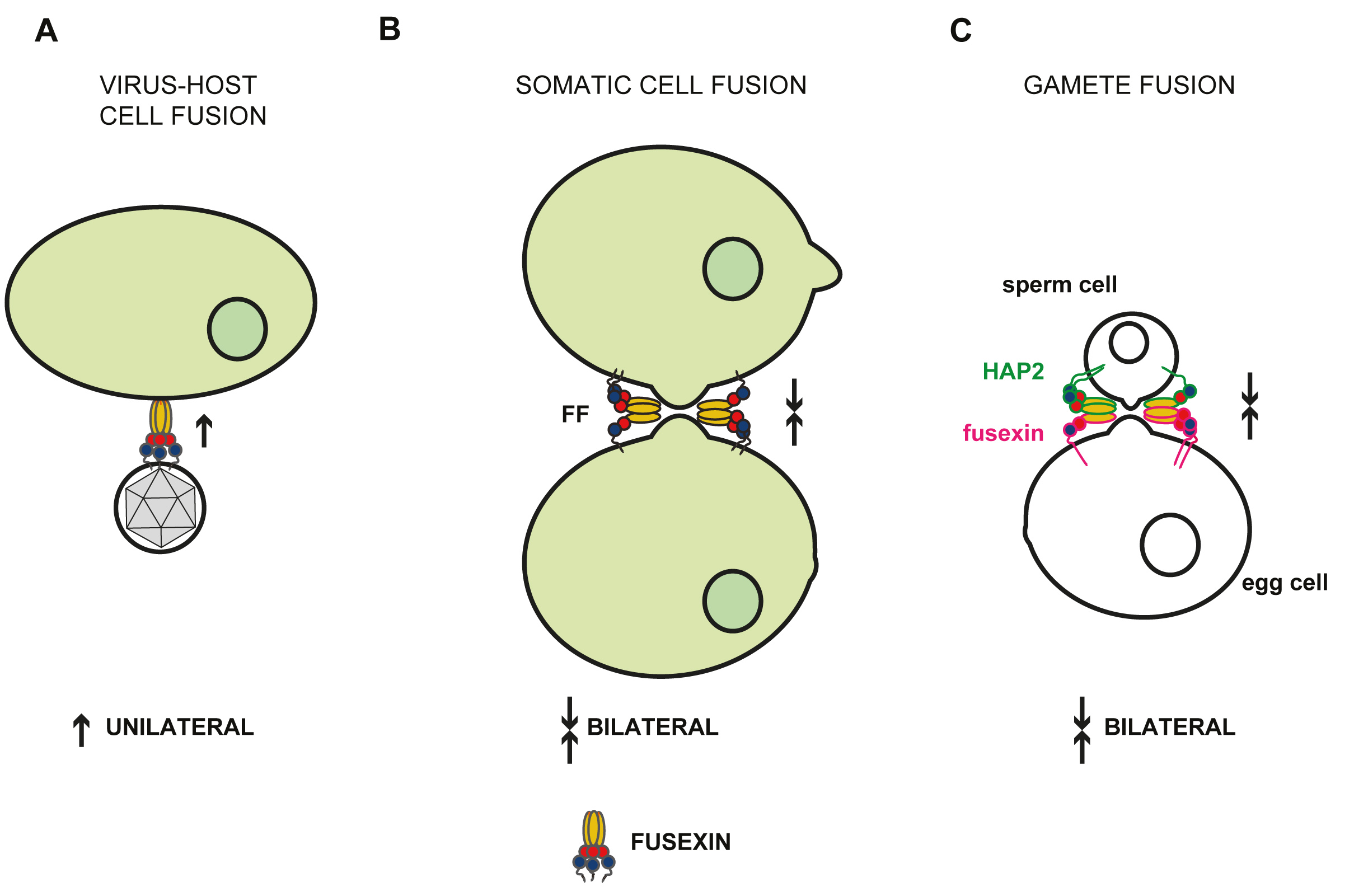 Arabidopsis HAP2/GCS1 is a gamete fusion protein homologous to somatic and viral fusogens