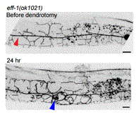 Extrinsic Repair of Injured Dendrites as a Paradigm for Regeneration by Fusion in Caenorhabditis elegans.