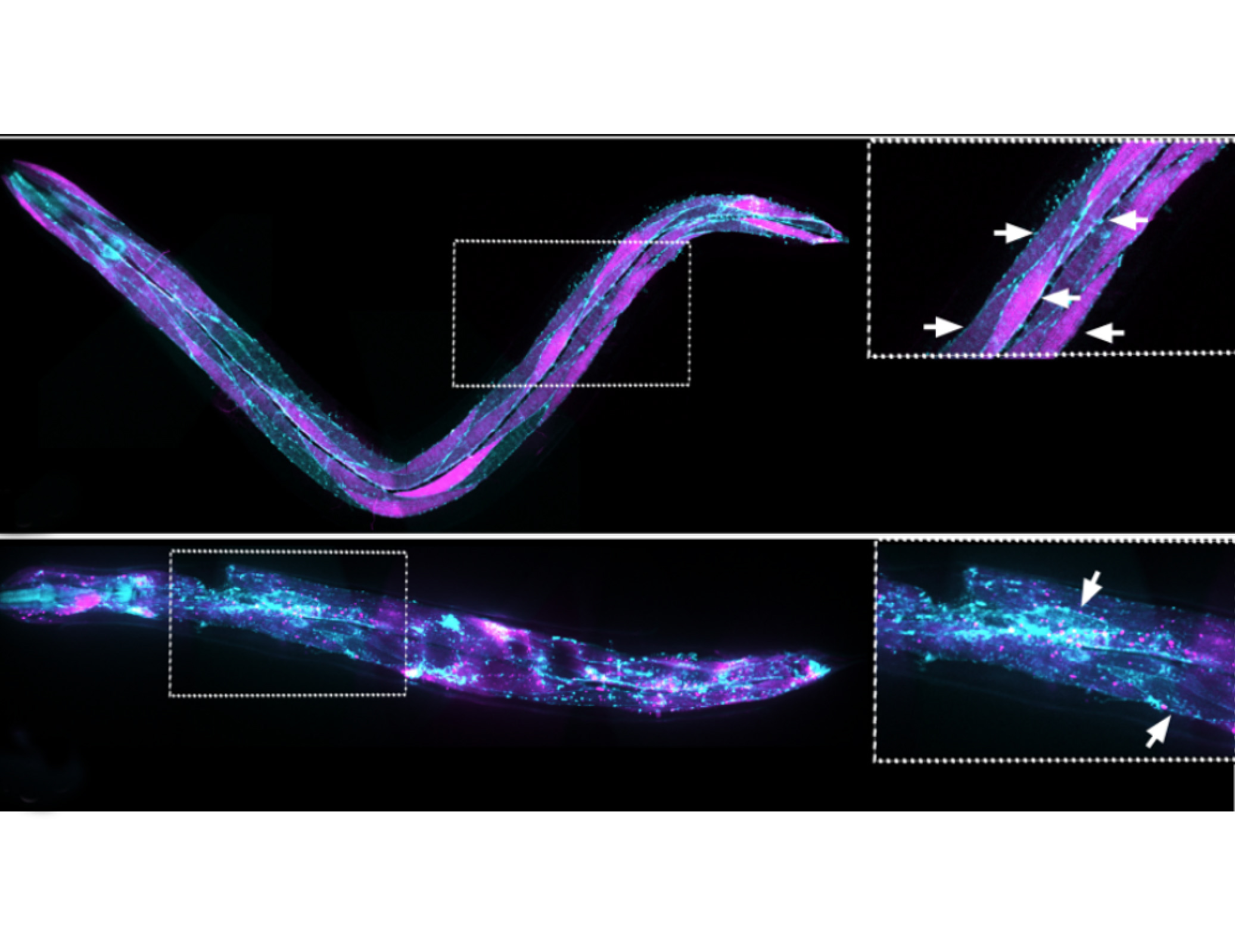 EFF-1 promotes muscle fusion, paralysis and retargets infection by AFF-1-coated viruses in C. elegans