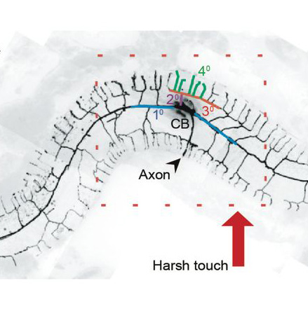 Sensory experience controls dendritic structure and behavior by distinct pathways involving degenerins