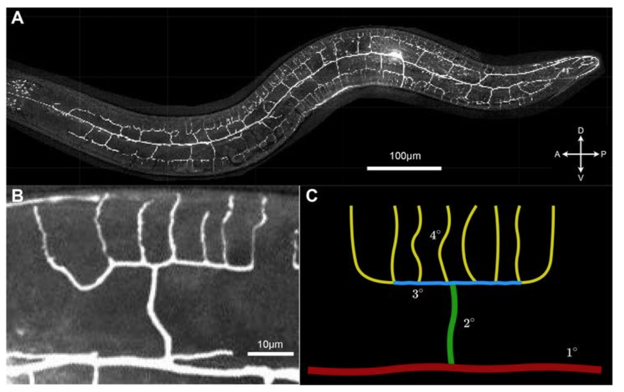 Neuron tracing and quantitative analyses of dendritic architecture reveal symmetrical three-way-junctions and phenotypes of git-1 in C. elegans